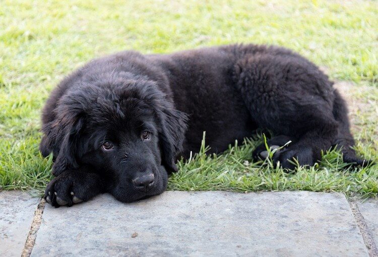 Newfoundland Puppy