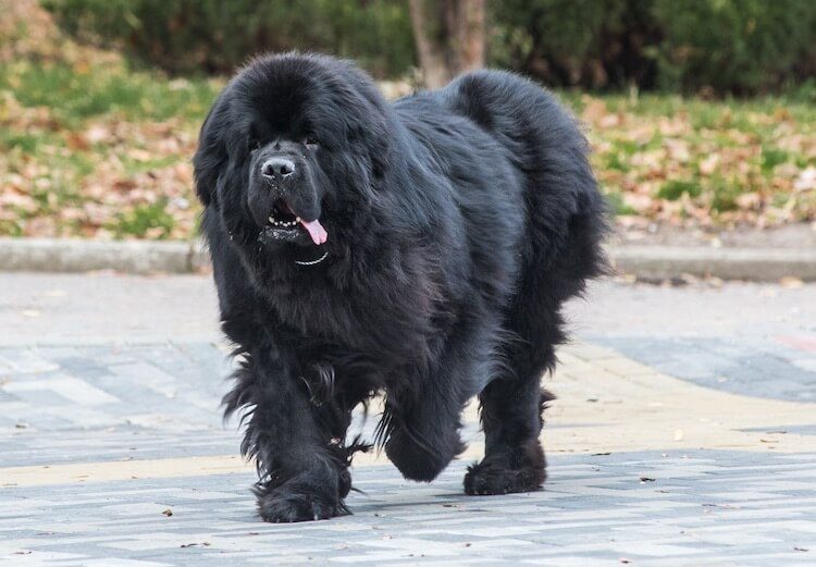 Newfoundland Running