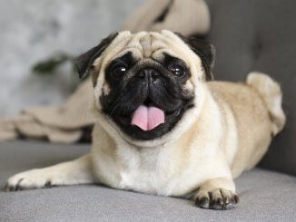 Pug Feature