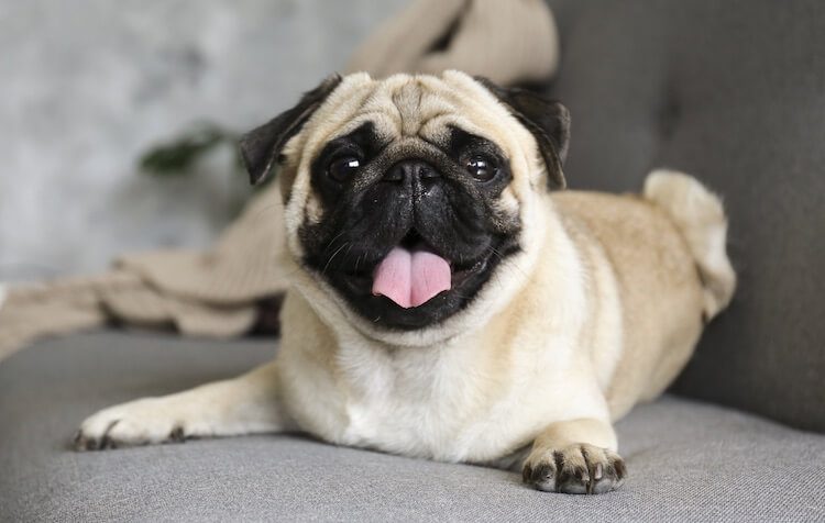 12 Cute Facts New Owners Must Know About A Pug! | All Things Dogs