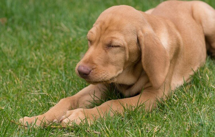 Puppy Sneezing