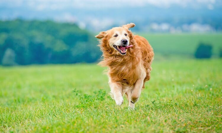 Golden Retriever Running on a Grassy Hill