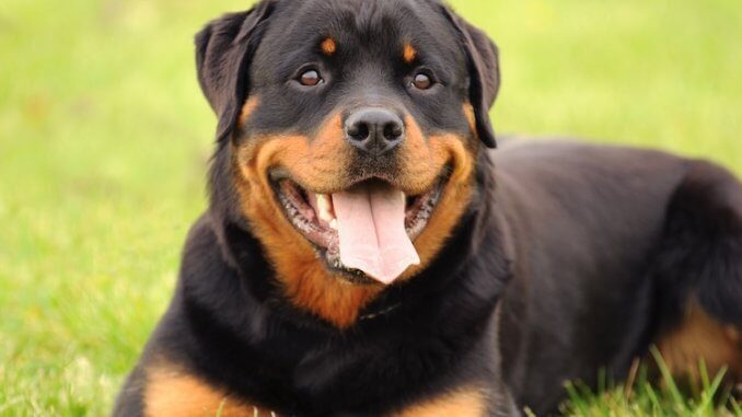 Rottweiler Feature