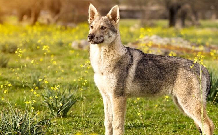 8 Wolf Dog Mixes: Complete List Of Dogs That Look Like Wolves | All ...