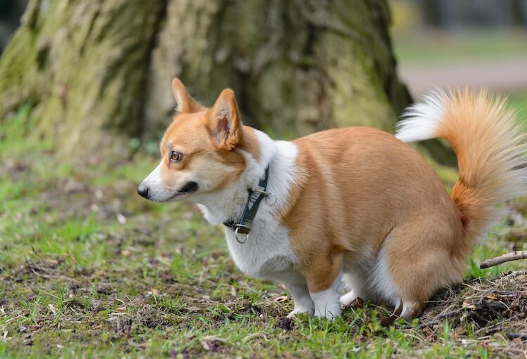 deer poop bad for dogs