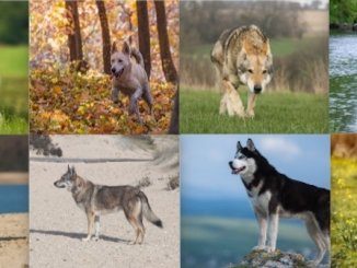 Wolf Dog Collage