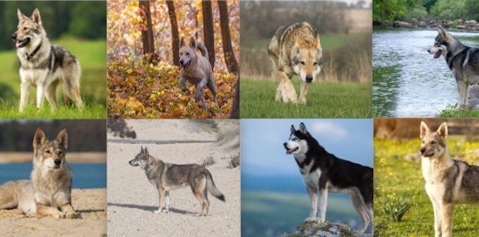 what dog breed is closest to wolves