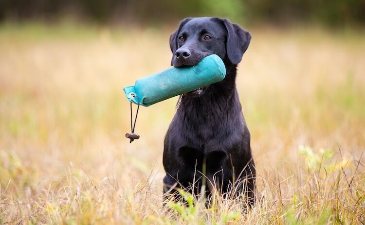 Black Labrador Retriever