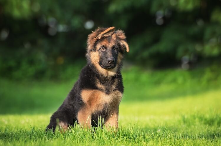 German Shepherd: Everything New Owners Must Know - All Things Dogs ...