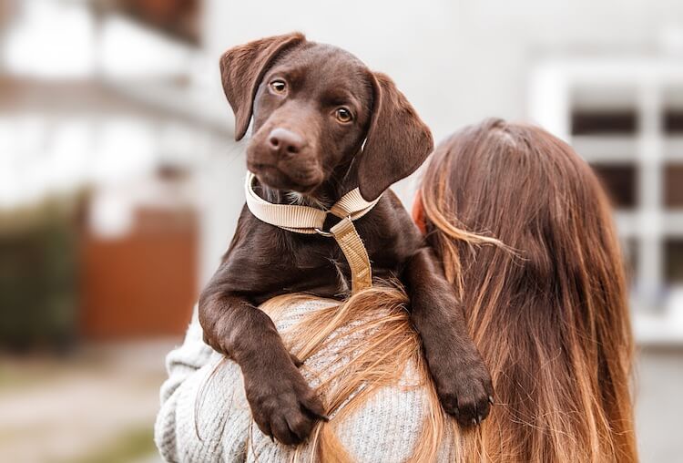 Brown Labrador Retriever Puppy