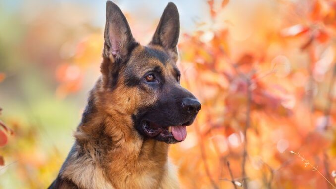 German Shepherd