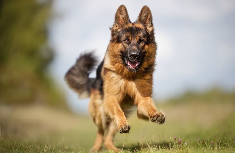 German Shepherd Playing