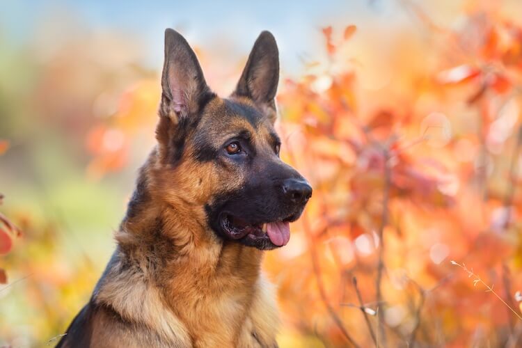 are german shepherd good pets