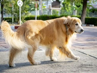 Golden Retriever's Dog Tail