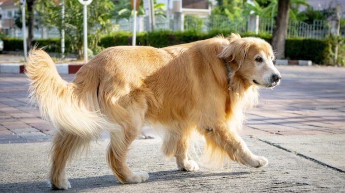 Golden Retriever's Dog Tail Golden Retriever's Dog Tail
