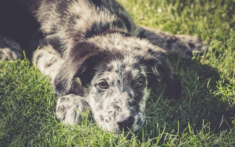 Lab and Australian Shepherd