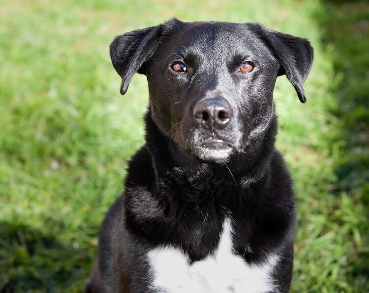 Lab and Border Collie