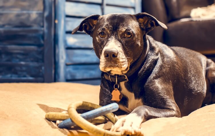 Lab and Boxer