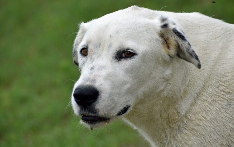 Lab and Dalmatian