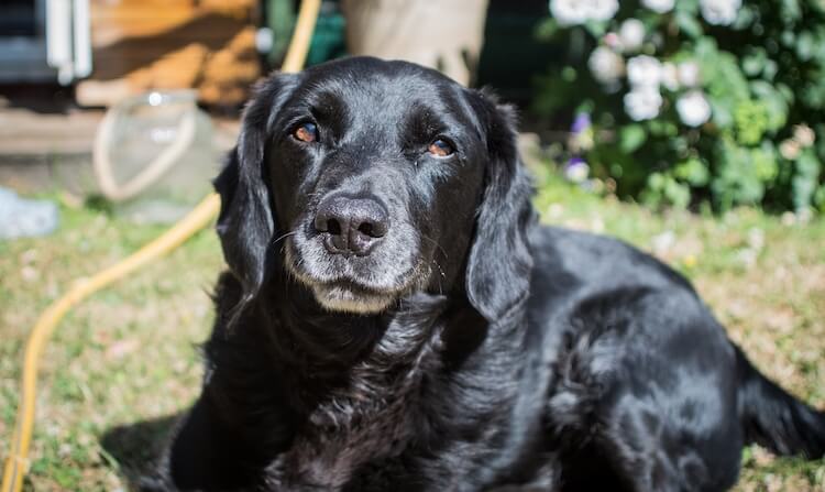 Lab and English Springer Spaniel