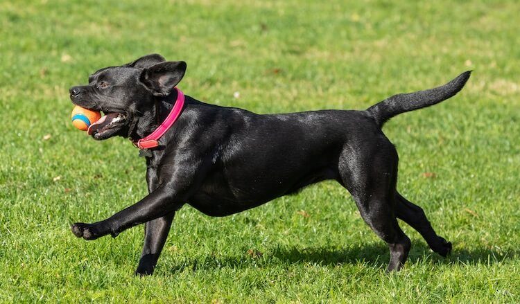 Lab and French Bulldog