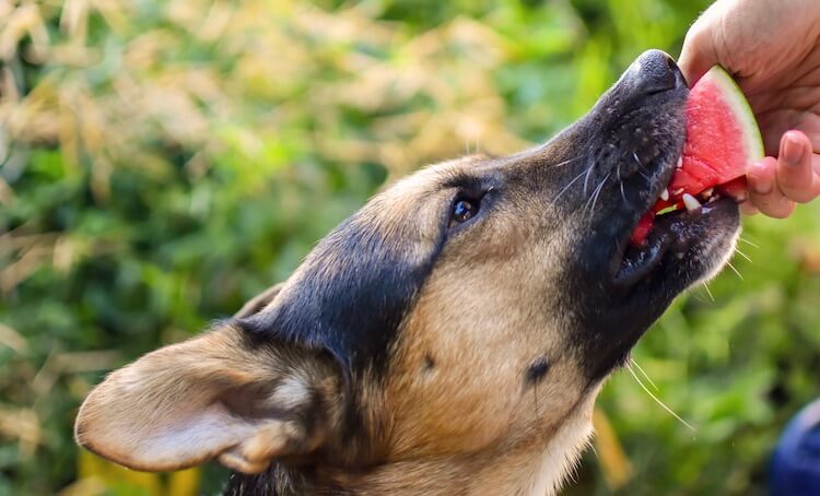 Lab and German Shepherd Dog