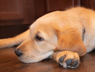 Lab and Golden Retriever