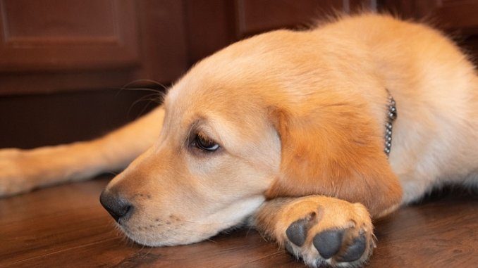 Lab and Golden Retriever