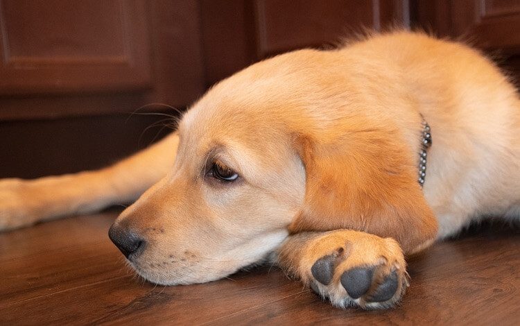 Lab and Golden Retriever