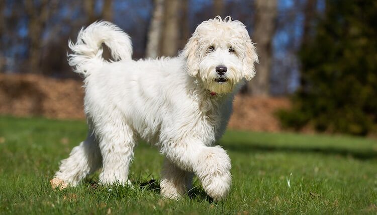 Lab and Poodle