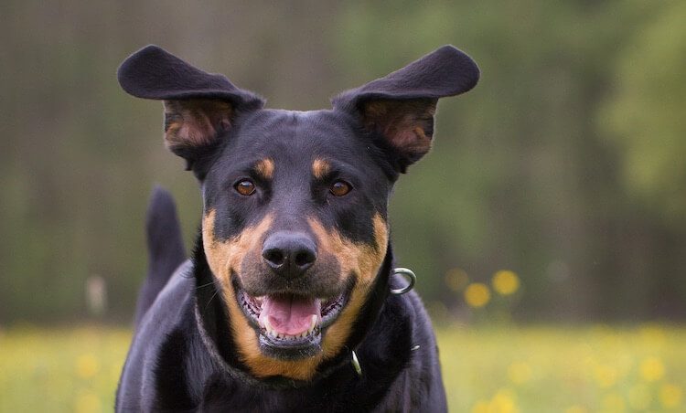 Lab and Rottweiler