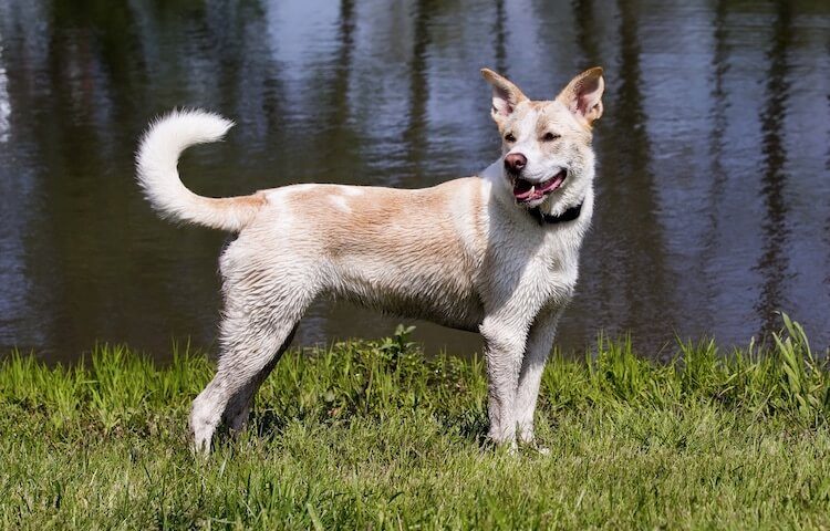 Lab and Siberian Husky