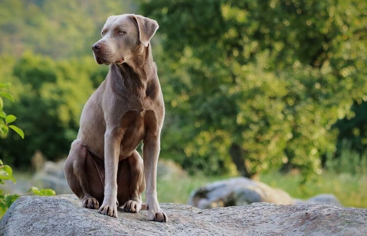 Lab and Weimaraner