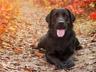 Labrador Retriever