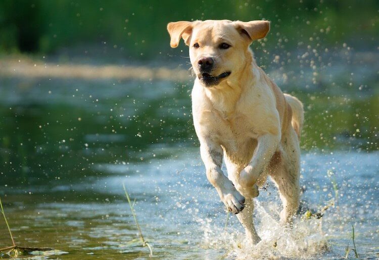 Labrador Retriever Dog