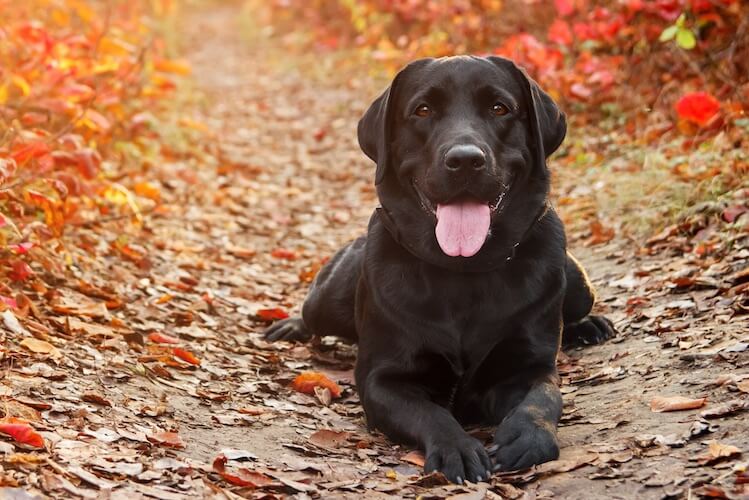 Labrador Retriever