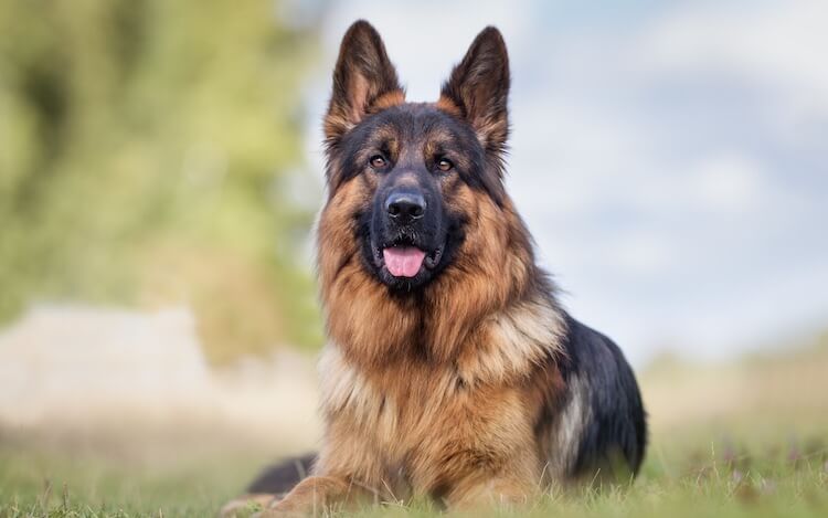 German Shepherd lying down in a field of grass