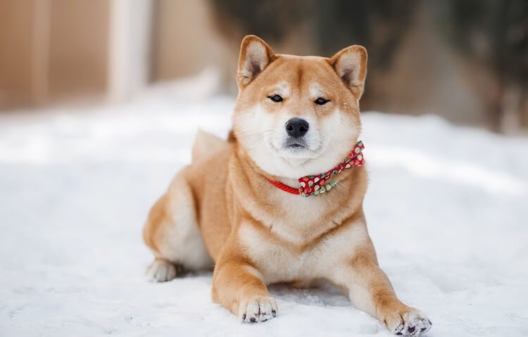 Shiba Inu Lying on Snow