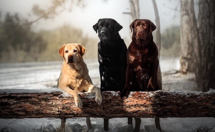 Three Labrador Retriever Dogs