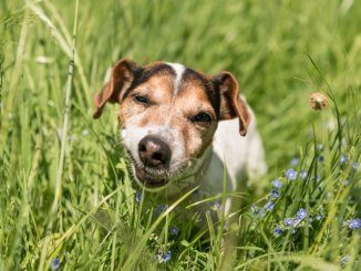 Why Do Dogs Eat Grass