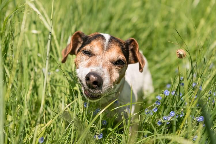 Pourquoi les chiens mangent de l'herbe