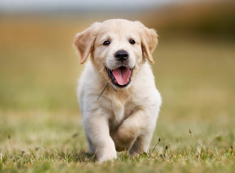 Yellow Labrador Retriever Puppy