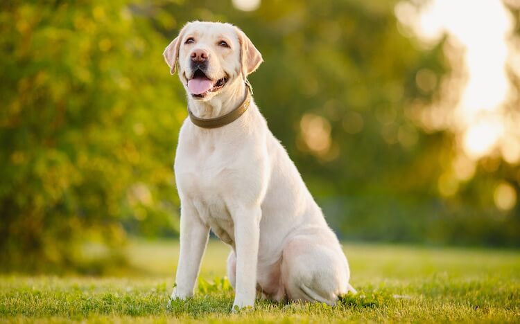 Yellow Labrador