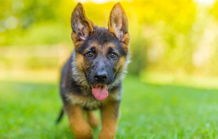 Young German Shepherd Puppy