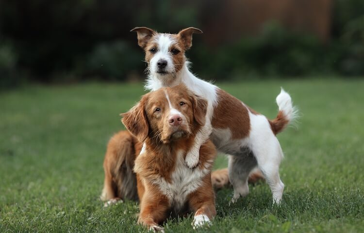 Young and Old Dog