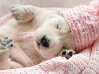 Puppy sales very sleepy