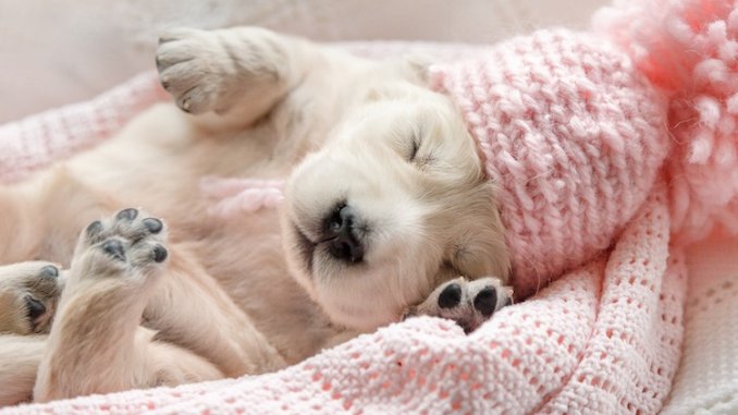 how much sleep do 6 week old puppies need