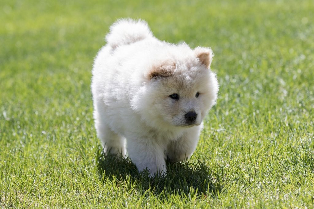 Chow Chow