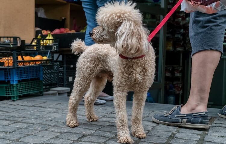 Corded Poodle Coat