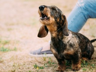 Dog Howling